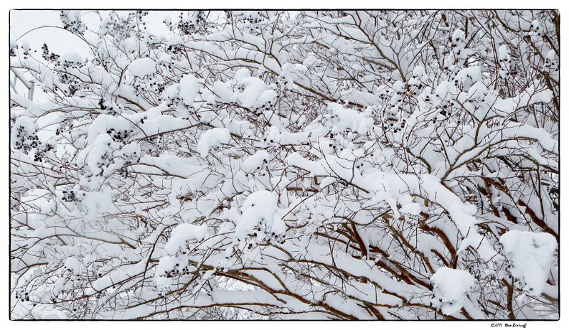 snowy branches 2.jpg